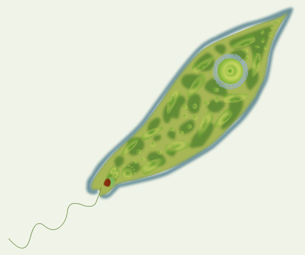 Эвглена без подписей