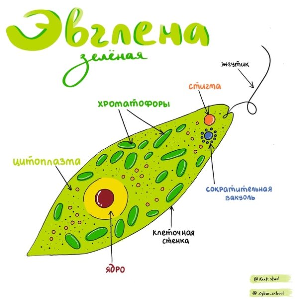 Класс жгутиковые эвглена зеленая