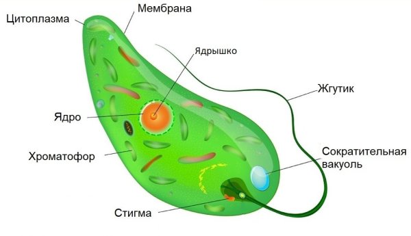 Структура эвглены зеленой