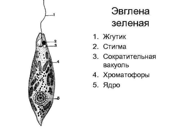 Эвгленовые (Euglena, trachelomonas),