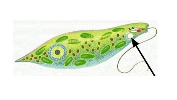 Строение жгутиковые эвглена зеленая