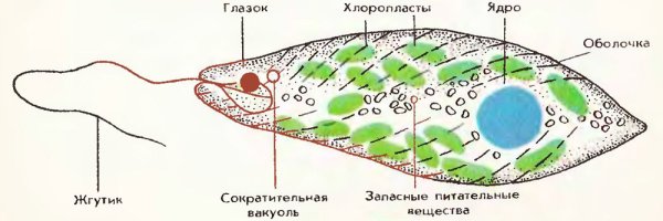Жгутик эвглены зеленой