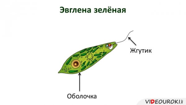 Строение одноклеточных жгутиковых