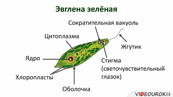 Пелликула эвглены строение