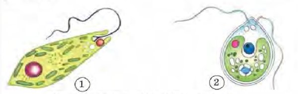 Эвглена зеленая пластиды