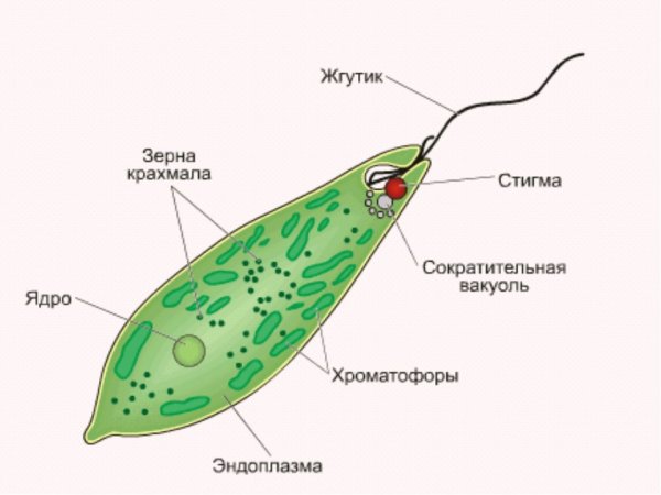Органоиды эвглены зеленой