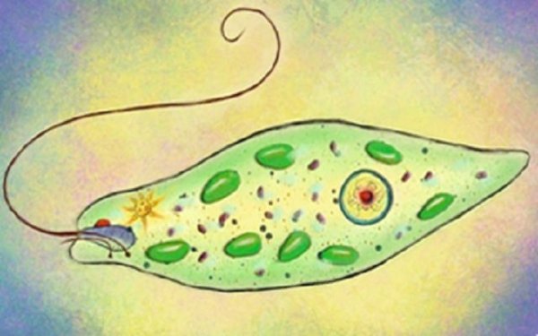 Эвглена царство