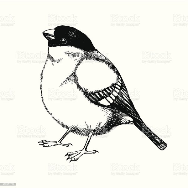 Снегирь черно белый