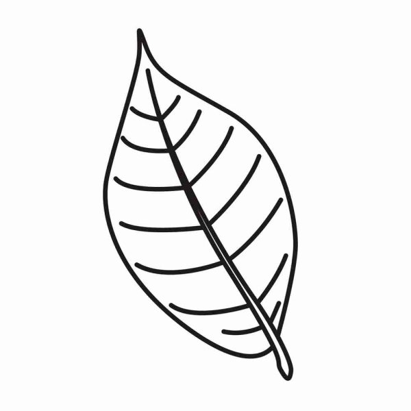 Лавровый лист раскраска