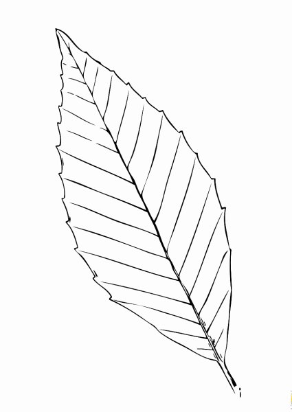 Лист монстеры контур