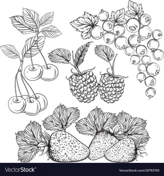 Лесные ягоды раскраска для детей