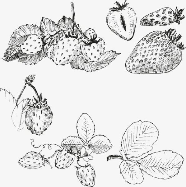 Зарисовки ягод