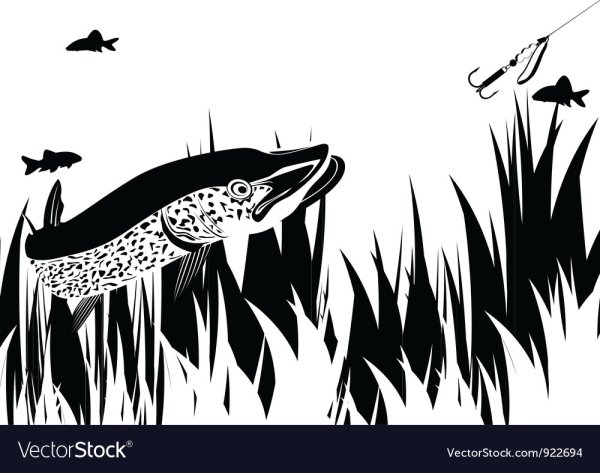 Орнамент щука