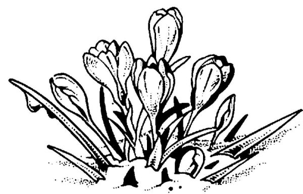 Подснежники раскраска для детей