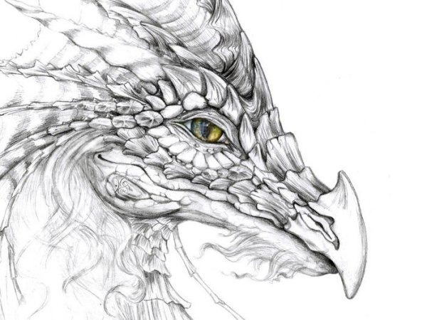 Перуанский ядозуб дракон