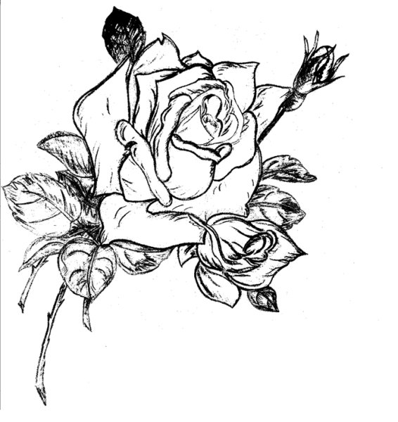 Графика цветы черно белые