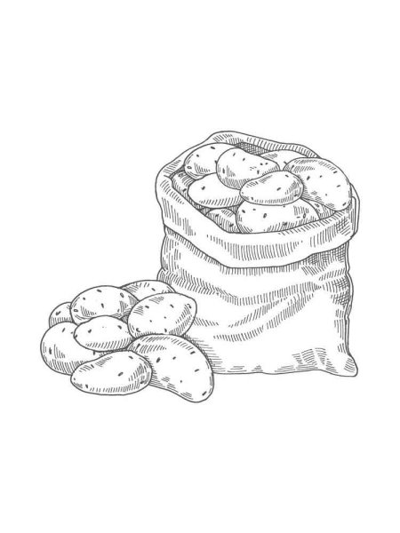 Картошка рисунок карандашом