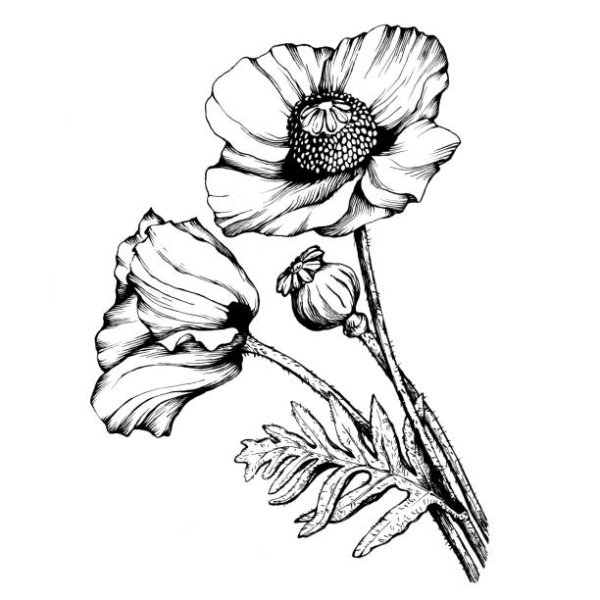 Стилизация мака в графике