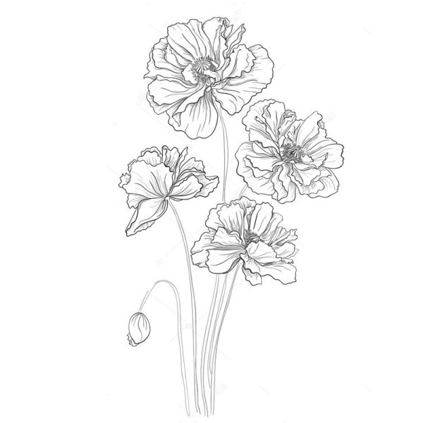 Графическое изображение мака