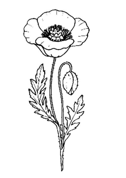 Раскраска Мак цветок для детей