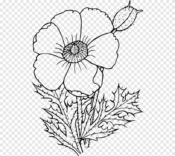 Пион тонколистный раскраска для детей