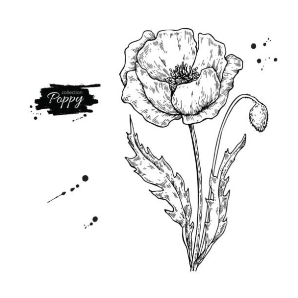 Мак эскиз Векторная