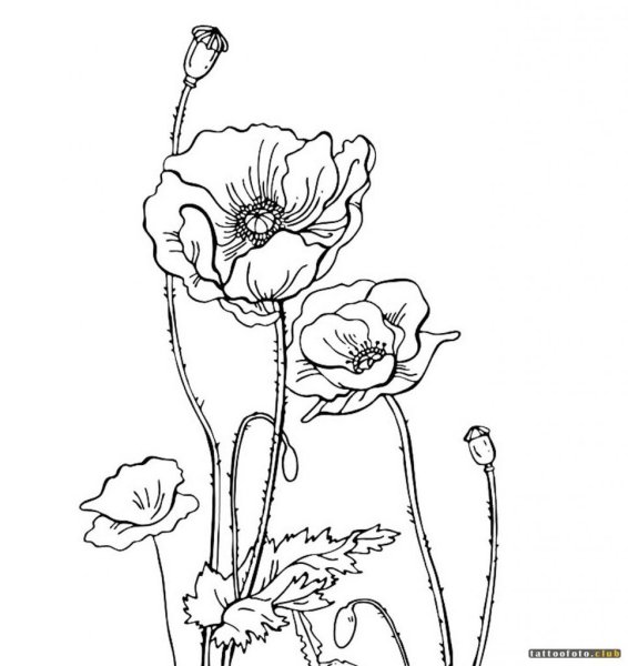 Маки Наброски