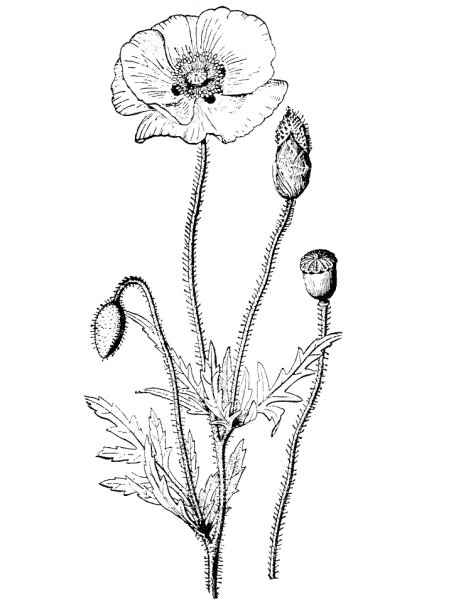 Мак самосейка рисунок