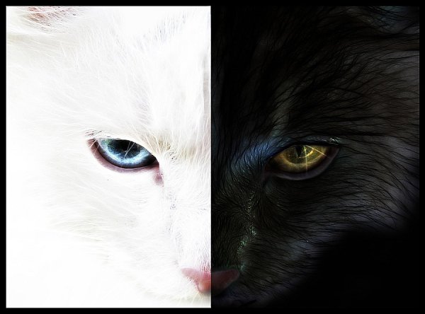 Наполовину черный и белый кот