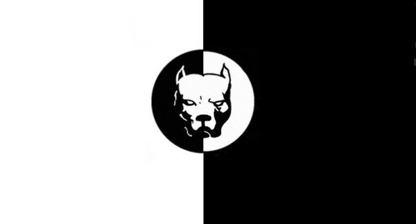 Питбуль смотра на телефон