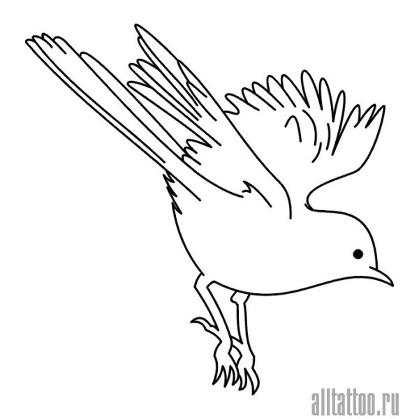 Птичка белая с черным