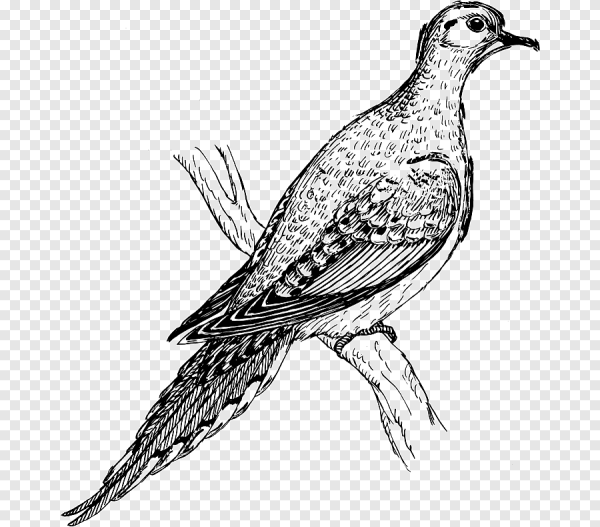 Горлица обыкновенная рисунок