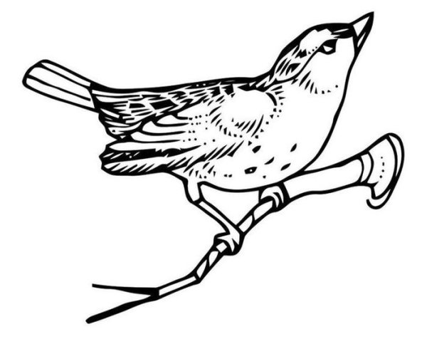 Птица черно белая