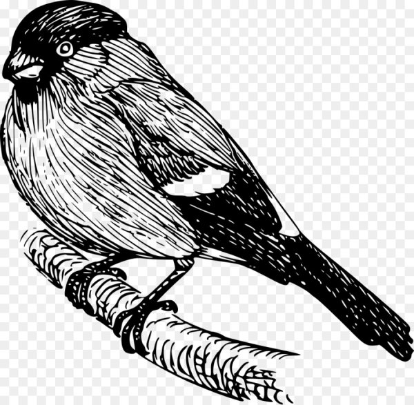 Снегирь раскраска