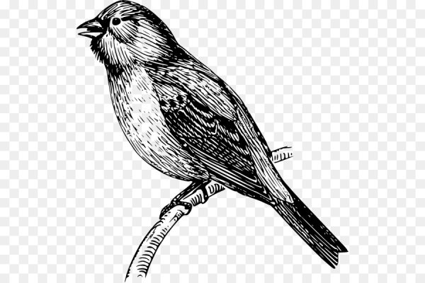 Воробей черно белый