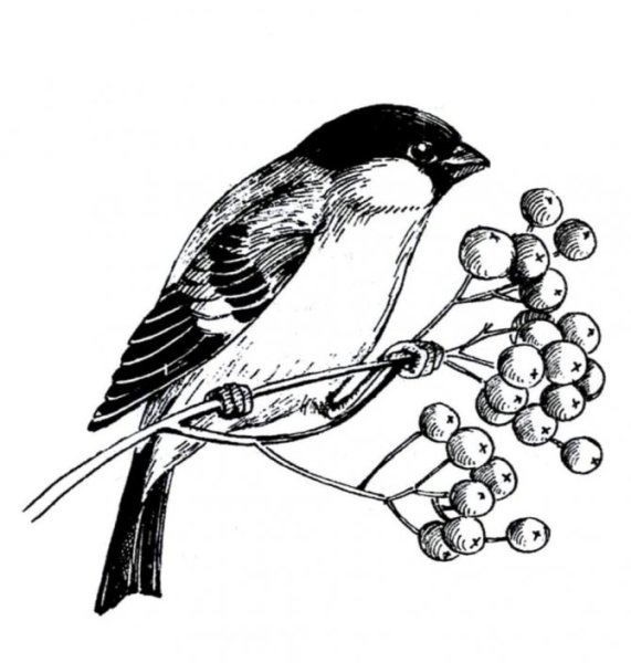 Снегирь раскраска