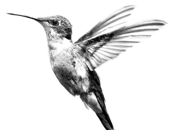 Тату Колибри