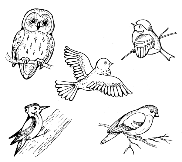 Рисунки птиц и зверей