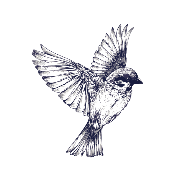 Тату Воробей эскиз