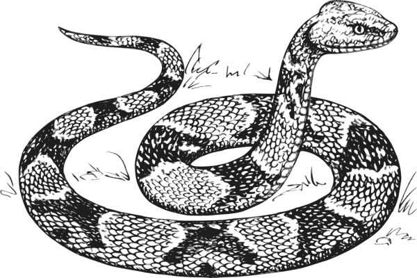 Раскраска змея щитомордник