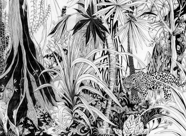 Тропики Графика