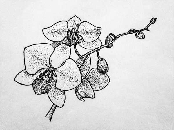 Орхидея стилизация