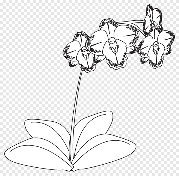 Орхидея рисунок