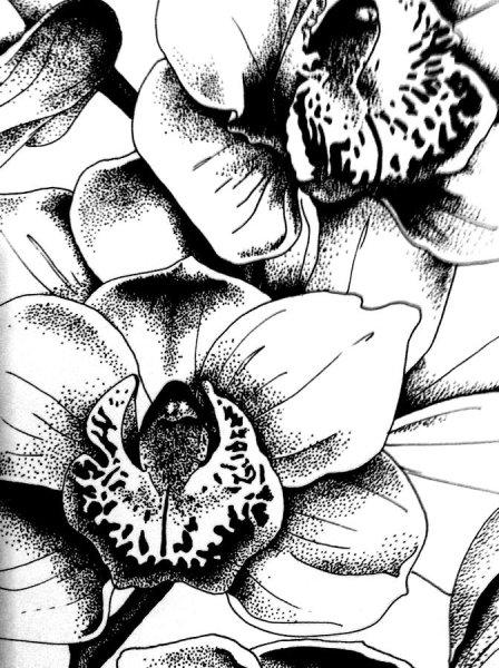 Черная Орхидея эскиз