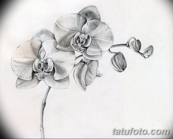 Орхидея тату чб