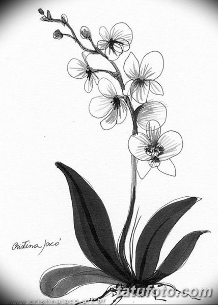 Орхидея Графика