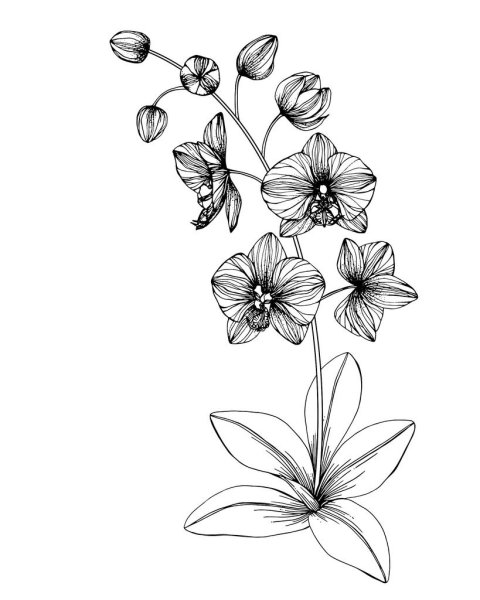 Орхидея линейный рисунок