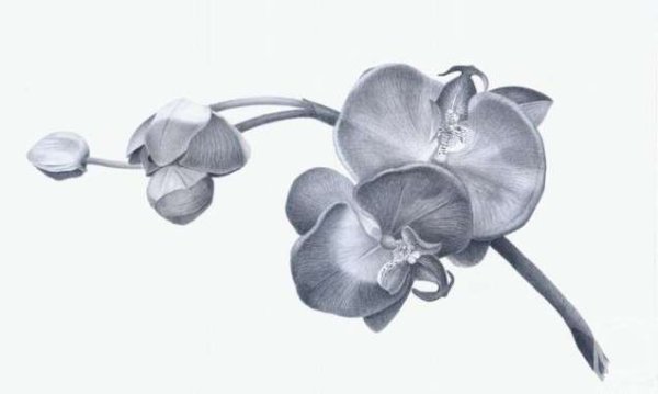 Орхидея карандашом