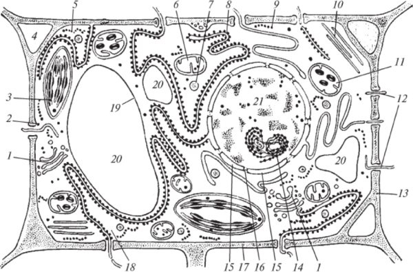 Строение растительной клетки рис 20