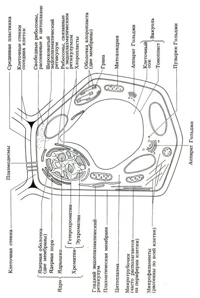 Схема строения растительной клетки